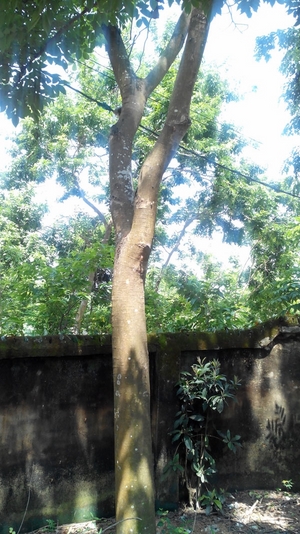 cây tại vườn